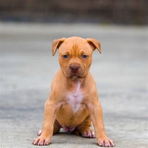 Red Nose Pitbull Puppies For Sale Baby Pitbulls For Sale Red Nose