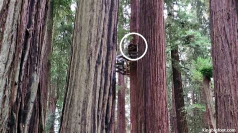 Bigfoot Seen At Sequoia National Park Iheartradio Coast To Coast