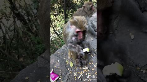 Baby Monkey Lyly Adorable Petty Monkeys Funny Monkey Kako Monkey