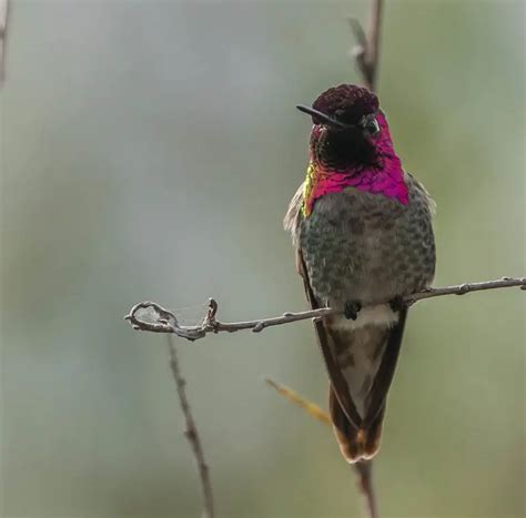 Hummingbirds Of California 11 Species With Pictures Wild Bird World