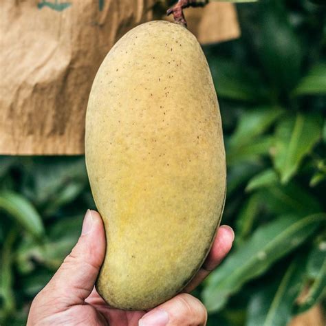 Largest Producer Of Mango In India Cronoset