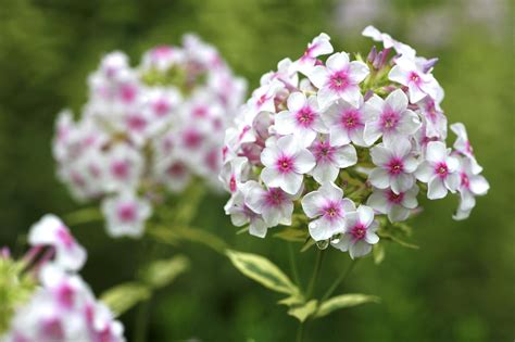 So, wiggle your fingers and nose,. All About the Different Types of Phlox Flowers