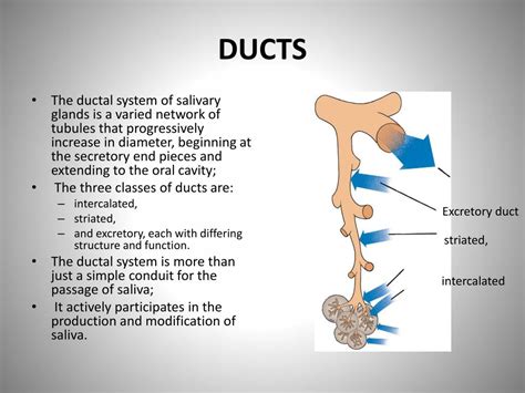 Ppt Salivary Glands And Saliva Powerpoint Presentation Free Download