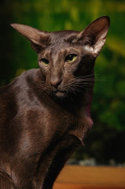 Premium Photo Shorthair Oriental Havana Cat With Chocolate Coat Color