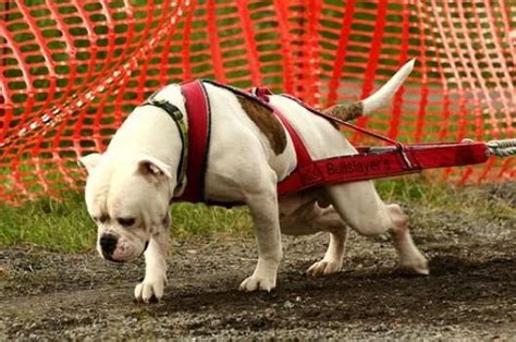 The weight of the american bulldog is heavily influenced by height, gender, build, and type and ranges more wildly than almost any other dog breed. American bulldogs, Bulldogs and Weights on Pinterest