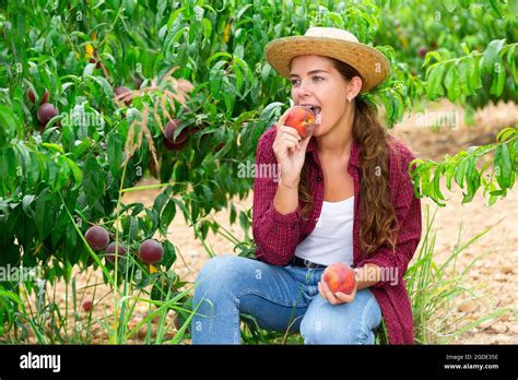 Woman Tasting Peaches During Harvest In Orchard Stock Photo Alamy