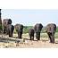 Protecting African Elephants What A Year Can Accomplish – National 