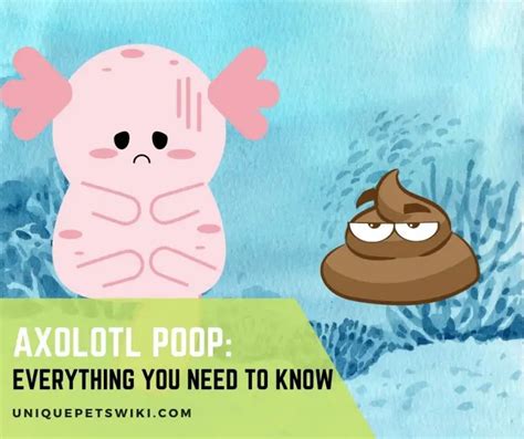 Axolotl Poop Everything You Need To Know