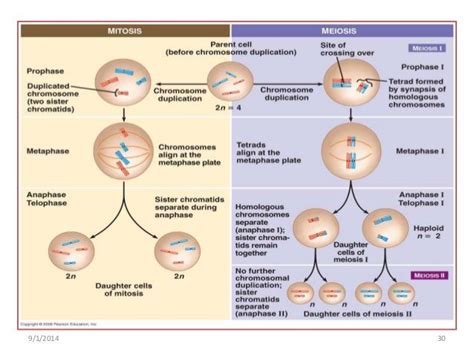 Fisiologia Celular Meiosis Cell Cycle Mitosis Images Images And Photos Finder