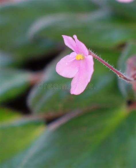 Macro Image Of A Single African Violet Blooms In Full Detail Stock