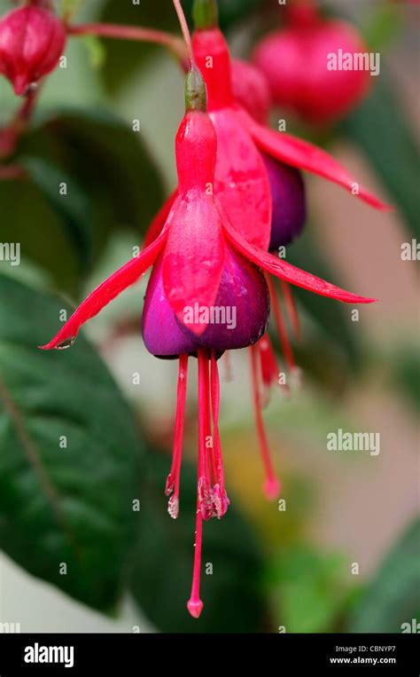 Pendulous Flowers Hi Res Stock Photography And Images Alamy