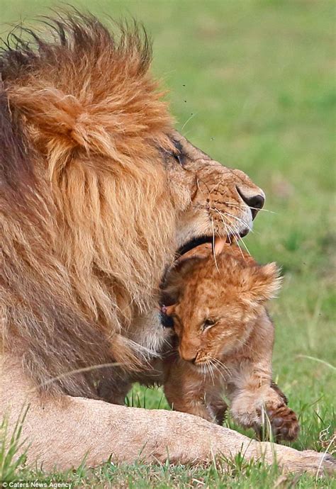 Lion Cub Pushes Its Luck Only For Dad To Put Him In His Place In Photos