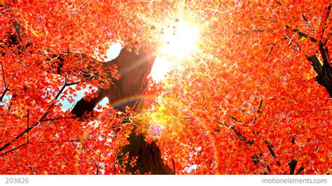 Autumn Red Leaves Falling In Wind Stock Animation 203826