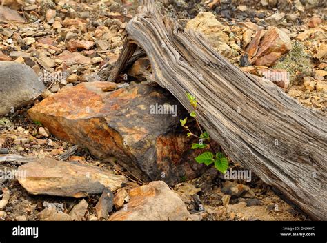 Rocks And Deadwood In A Deforested Area Near Mining Activity Greater