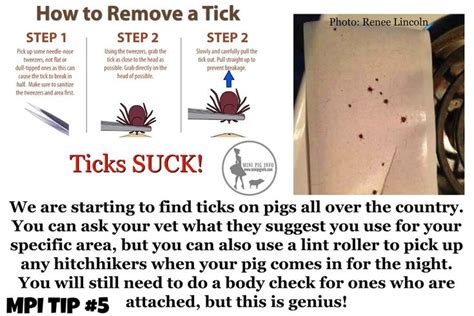 Ticks Ticks Ticks Gross Use A Lint Roller On Your Pig To Help