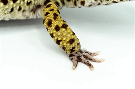 Can Leopard Geckos Climb Leopard Gecko Habitat