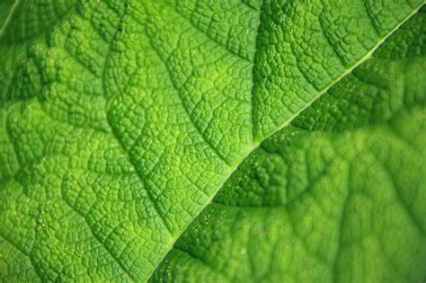 Free Images Nature Structure Plant Texture Leaf Flower Foliage