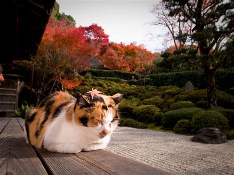 Japanese Cat Wallpapers Top Free Japanese Cat Backgrounds