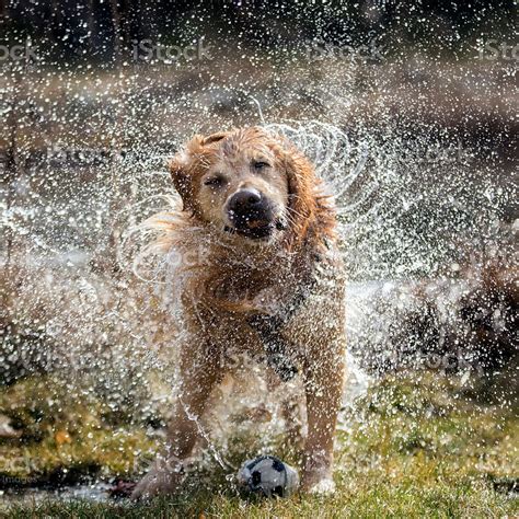Dog Shaking Off Water Stock Photo Download Image Now