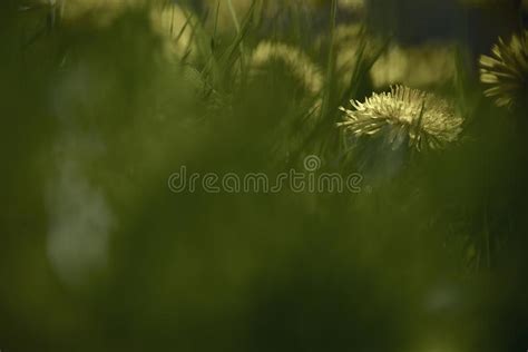 Dandelion Yellow Flowers Peeking Through Green Grass Stock Image
