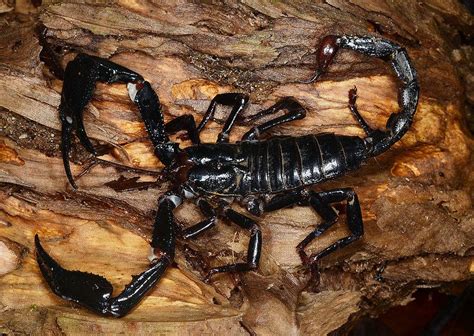 Huge Forest Scorpion Heterometrus Sp Scorpion Insects Arachnids