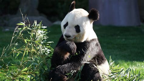 Панда медведь сидит на зеленом поле рядом с зелеными растительными