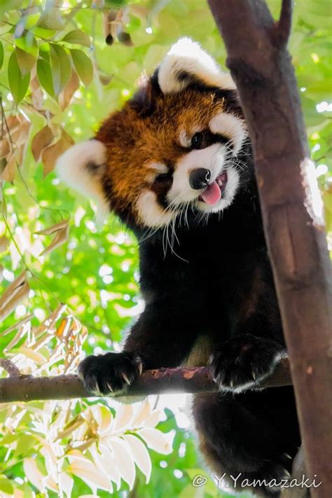 Red Panda Habitat Mountains Of Nepal And Northern Myanmar Burma As