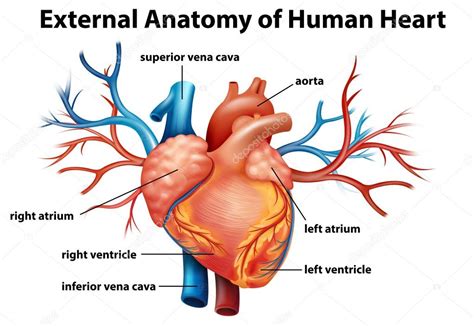Anatomia Do Coração Humano — Vetor De Stock © Blueringmedia 36147633