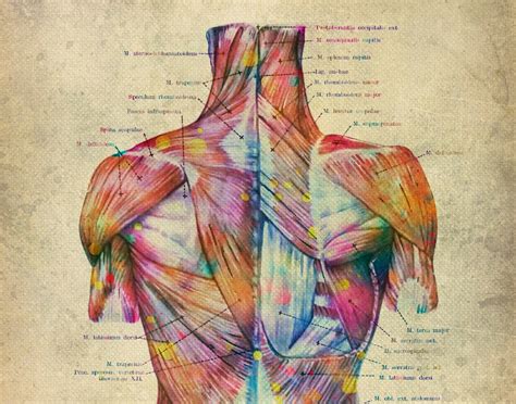 Muscular System Art Anatomy Poster Surgery Art Vintage Medical Etsy