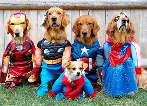 Best Pets Dressed As Superheroes Love Your Pet Pets Animals