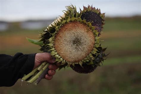 How To Dry Sunflower Heads Harvesting And Drying Farmhouse And Blooms