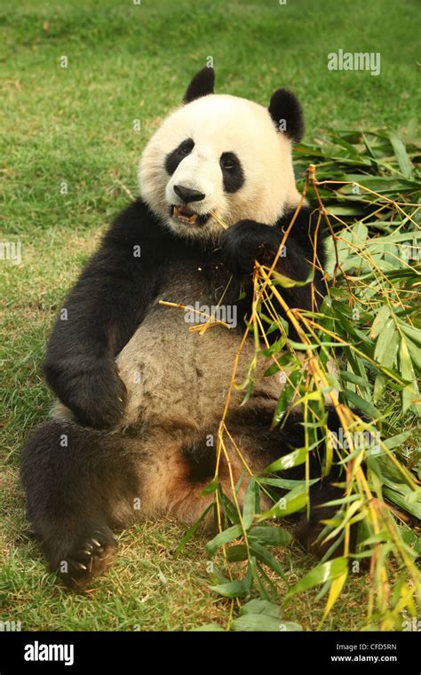 Giant Panda Pandas Macau Pandas Pavillion Macau Stock Photo Alamy