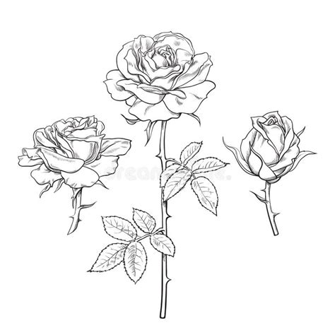 Rose And Stem Tattoo Outline Get Inspired By These Stunning Designs