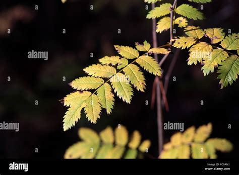 Yellow Mountain Ash Leaves Stock Photo Alamy