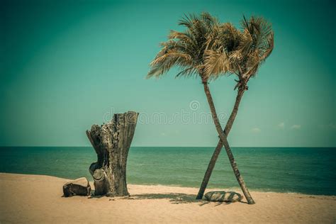 Two Coconut Palm Tree Cross On The Tropical Beach At Daytime Stock