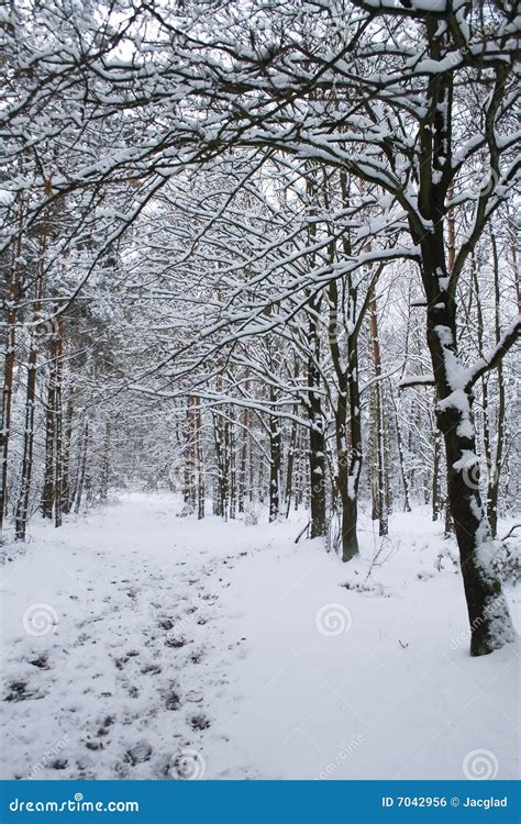 Winter Landscape Path In Snowy Forest Stock Photo Image Of Outdoor