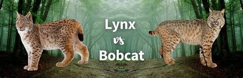 Lynx Vs Bobcat All Differences Between The Two Wild Cats