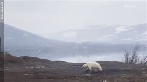 Starving Polar Bear Wanders Into Russian City Daily Telegraph