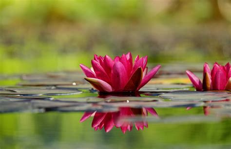 Water Lilies · Free Stock Photo