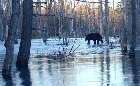 Westhampton Trail Cam Black Bear On Ice Mink Den