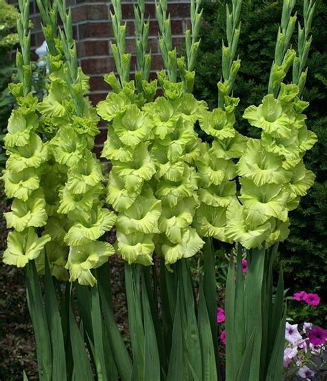 Gladiolus Bulbs Green Star Gladioli Easy To Grow Flowers 6