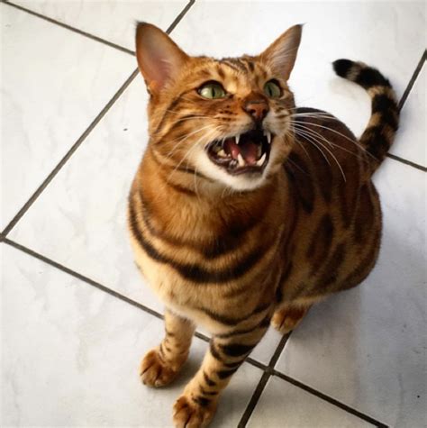 Get To Know Thor The Bengal Cat Yummypets