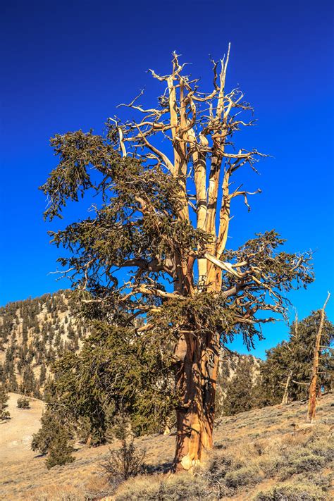 Bristlecone Pine Pinus Longaeva Small Tree Seedling