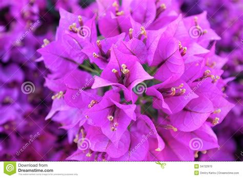 Most Beautiful Purple Flowers Wallpapers Gallery