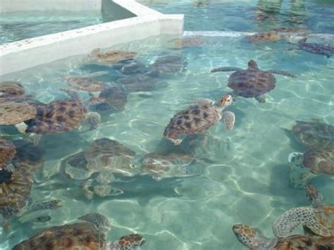 Grand Cayman Turtle Farm Just Went There And Was Neat To See You Should Book It With The