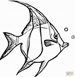 Angelfish coloring page | Free Printable Coloring Pages