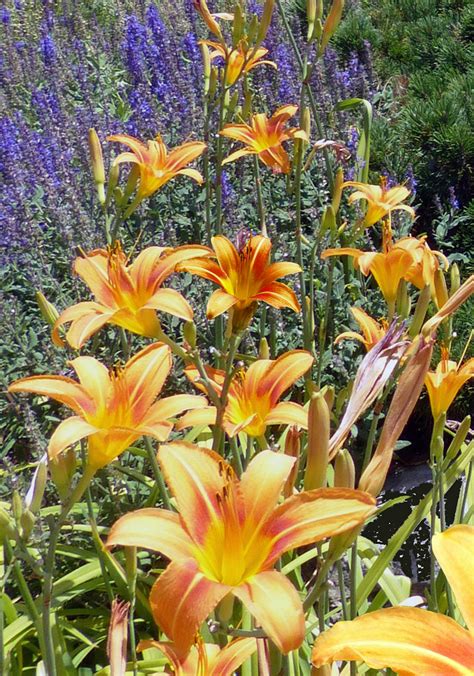 Orange Daylily Flowers In Bloom · Free Stock Photo