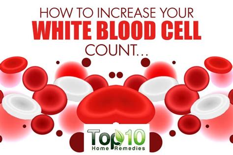 It also increase white blood cells count. How to Increase Your White Blood Cell Count | Top 10 Home ...
