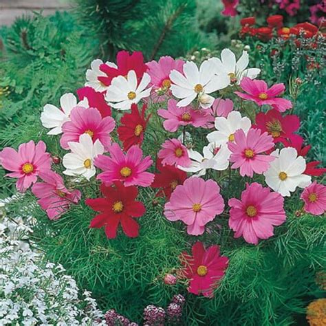 Cosmos Mixed Sensation Seeds 10 Seeds The Affordable Organic Store