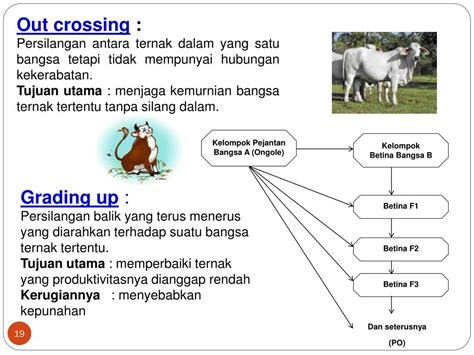 PPT TEKNIK PERSILANGAN DALAM PEMULIAAN TERNAK PowerPoint Presentation ID